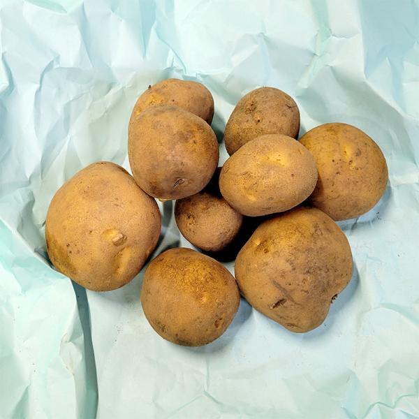 栽培用の種芋です。入荷時の重量になります。容量：1kgサイズ：混玉サイズ個数：約7〜11個/kg※画像は1kg分です。