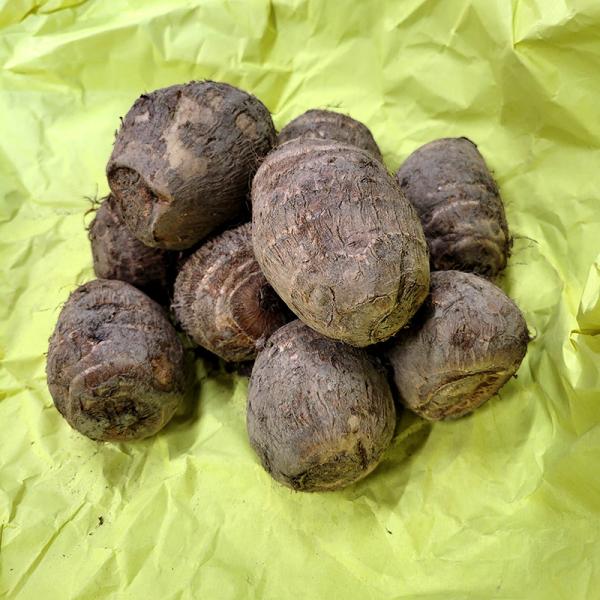 5kg 種芋 大和 L玉 富山県産 ヤマト 大和早生 サトイモ 里芋 栽培用 吉S DZ