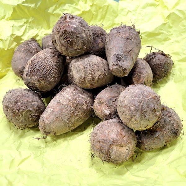 3kg 種芋 大和 M玉 富山県産 ヤマト 大和早生 サトイモ 里芋 栽培用 吉S DZ