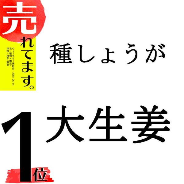 1kg 大生姜 熊本県産 しょうが ショウガ 栽培用 種生姜 吉S DZ