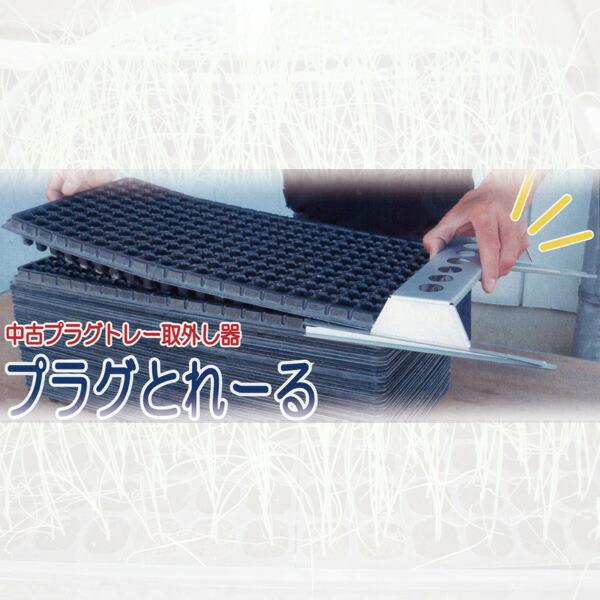 Top【選抜株】プラグトレー苗 23477クイーンHyb 105個プラグトレー苗 Top【選抜株】プラグトレー苗 23477クイーンHyb 105個プラグトレー苗