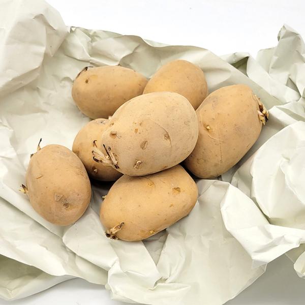 5kg 種芋 デジマ L玉 出島 じゃがいも ジャガイモ 栽培用 秋
