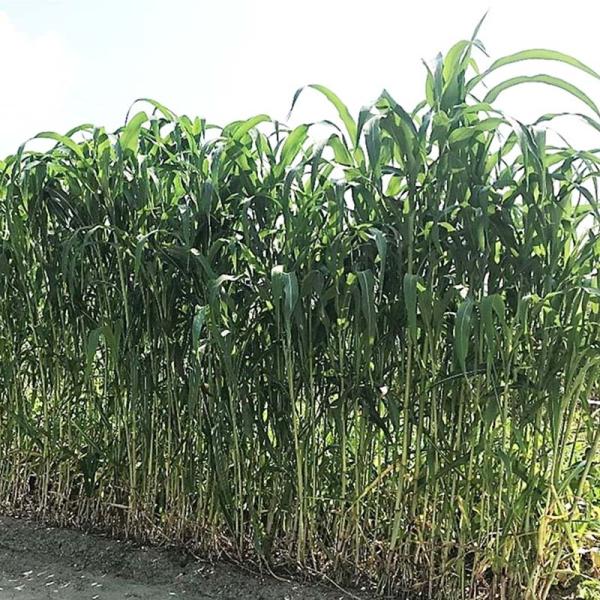 ・極晩生。出穂時の草丈は 3m以上に達します。・晩生種の中では初期生育が早く、生育旺盛。・高温・乾燥など厳しい環境ストレスに強く、安定多収が見込めます。・根張りがとくに強く、耐倒伏性に優れるため、圃場の風よけや果菜類の障壁栽培などに好適。【...