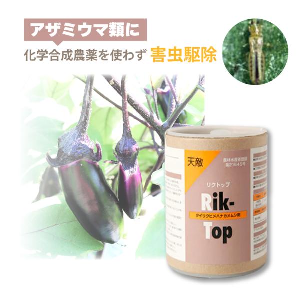 天敵製剤 リクトップ 100頭 100ml タイリクヒメハナカメムシ アザミウマ類駆除 ハウス ビニールハウス 施設栽培 農業 農作物 アグリセクト タS 代引不可