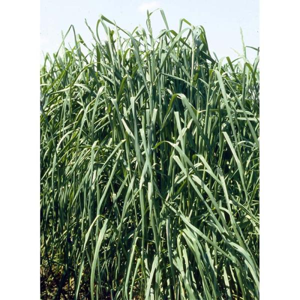 極早生タイプ牧草種子アキミドリ2の特徴と使い方