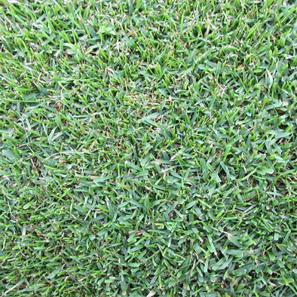 種20kgケンタッキーブルーグラスラトーの特徴と使い方