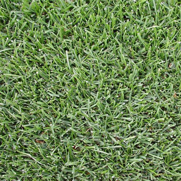 雪印種苗播種期 3 10月 プラスワイズ法人専門店緑肥 牧草緑化用緑肥緑肥芝生用米s ケンタッキーブルーグラス送料無料米s ビーウィッチ代引不可種