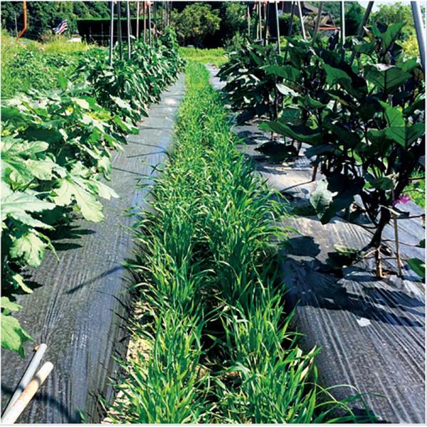 ・春まき専用品種です。・発芽・初期生育が早く、早期に地表を被覆します。・「なつマルチ(晩生)」に比べ、枯れ上がりが早いため、主作物と競合しにくいです。・自然に枯死するため、片付けの手間がかかりません。【播種適期】中間地・暖地：4月〜6月中旬...