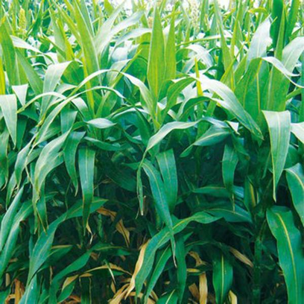 ハウス内の緑肥や障壁栽培のバンカークロップとして最適。草丈が1.2〜1.5mと低いので、扱いやすい。茎が太くて耐倒伏性に優れ、茎葉はやわらかいため、すき込みやすい。また、すき込み後は分解されやすい。播種量：1〜2kg/10a播種期：冷涼地：...