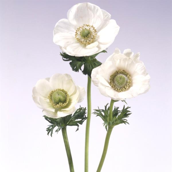 アネモネ 白 みんな探してる人気モノ アネモネ 白