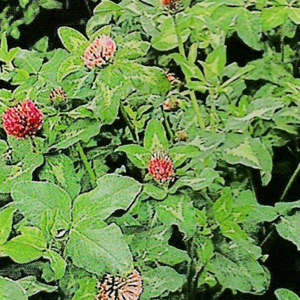 ほふく茎をもたず、イネ科牧草と混播されることが多い。酸性土壌に対する適応力が強く、湿害にも比較的強い。初期生育が早く、ダイズシストセンチュウを抑制するための緑肥としても利用されている北見農業試験場育成 OECD登録品種●特性・特徴根は強い直...