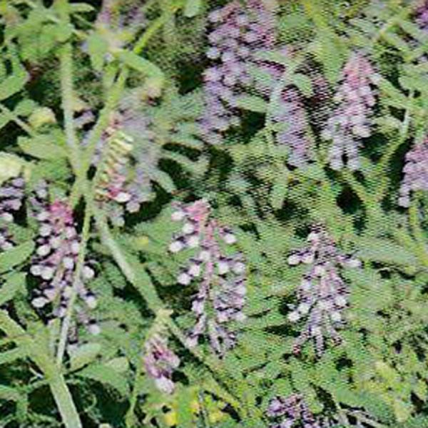 飼料用として、イタリアンライグラスやえん麦などと混播利用する。雑草をよく抑制するので果樹園の下草に利用。OECD登録品種●特性・特徴アレロパシー作用で雑草の発生をよく抑制する。果樹園の下草などに効果大。日陰でも生育艮好で、排水がよければ土を...