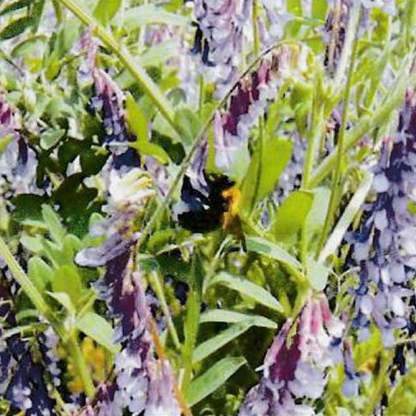 低温条件下に、短期間でより多くの緑肥をすき込みたい場合に利用。OECD登録品種●特性・特徴超極早生種で、暖地では9月下旬まきでも年内に出穂し、すき込みが可能。やや直立型、耐倒伏性が強い。すき込みが早くできるので、主作物の栽培がより早くできる。