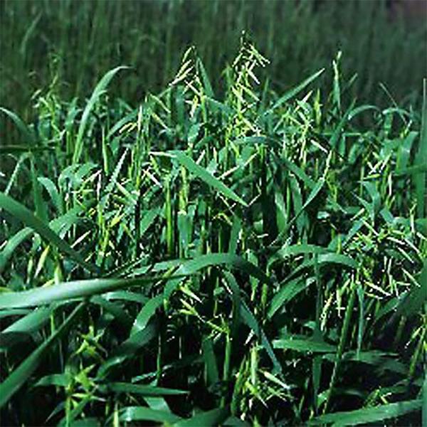■特性・葉幅が広く、収量性に優れる・耐寒性が強く、生草収量も多い。・耐湿性に優れ、水田裏作用に適する。【播種量】8〜10kg/10a【播種期】中間・暖地：3〜5月、9月〜11月冷涼地：4〜6月、8〜10月