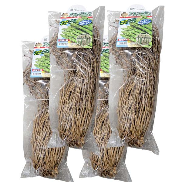 春の訪れを知らせてくれる、グリーンアスパラガス。最近は体にいい食材としてTVや雑誌で注目されています。代表的な栄養素は、スタミナ増強・疲労回復などが期待されるアスパラギン酸です。アスパラガスは発芽したばかりの若芽の部分を食べるので、大きく成...