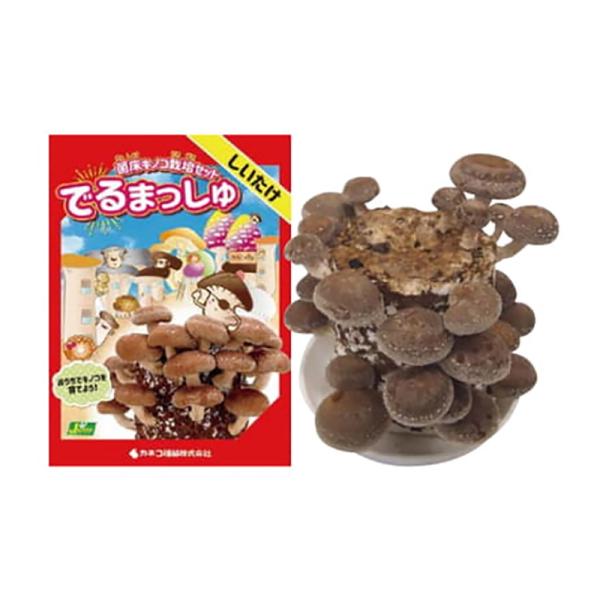 かわいい箱の中に栽培に必要なものが入っています。栽培中のポイント・毎日1〜2回霧吹き・直射日光や高温は厳禁パッケージサイズ：約14×14×18.5cm