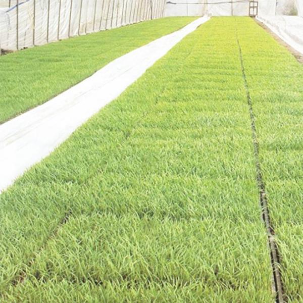 5本 ユニチカ ラブシート #2307WD 白 厚さ0.13mm×幅300cm×長さ50m