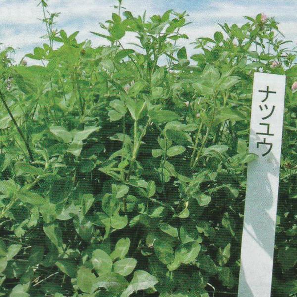 ほふく茎をもたず、イネ科牧草と混播されることが多い。酸性土壌に対する適応力が強く、湿害にも比較的強い。初期生育が早く、ダイズシストセンチュウを抑制するための緑肥としても利用されている北見農業試験場育成 OECD登録品種●特性・特徴開花は「ホ...
