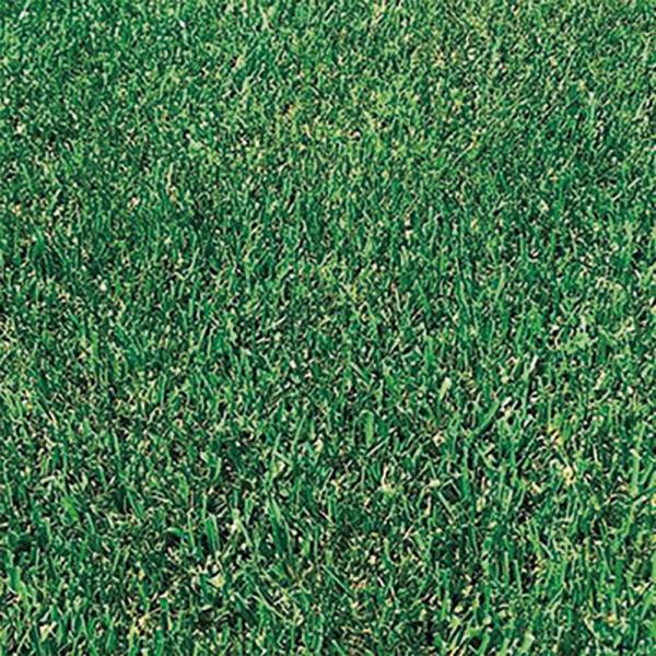 今までのトールフェスクにはない地下ほふく茎をもち、密度の高い芝生をつくる。ブラウンパッチに強い抵抗性を示す。耐干性、耐陰性に優れ、年間を通して芝質は安定。葉色はきわめて濃緑で発芽定着が早い。［播種量］30〜50g/m2緑化用：15〜20g/...