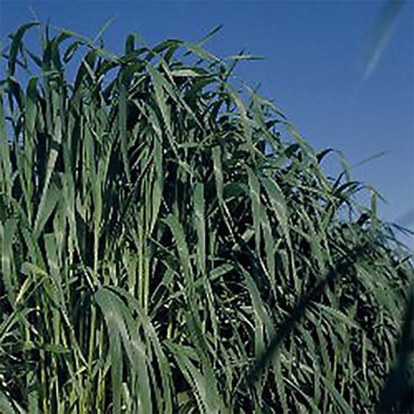 ■特性茎葉が多く、収量性に優れています。耐寒性・耐倒伏性が強く、さび病の抵抗性に優れます。【播種量】8〜10kg/10a【播種期】中間・暖地：3月〜5月、9月〜11月冷涼地：4月〜6月、8月〜10月