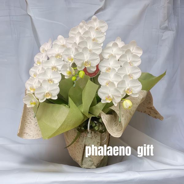 埼玉県産ミニ胡蝶蘭3本立て高さ約60cm幅約50cm花径約3cm主な用途（ミニ胡蝶蘭 3本立て 白 開店祝い 移転祝い 就任祝い お誕生日 プレゼント 木札 ミニサイズ 札幌 九州 大阪 贈り物 立札 当選 お祝い）＊写真はあくまで色や大き...