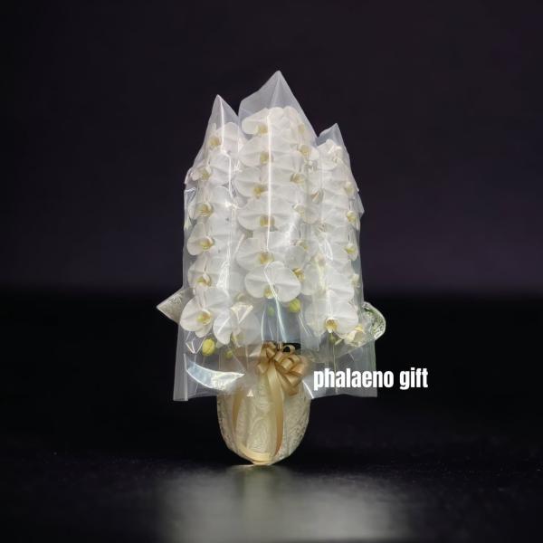 千葉県産胡蝶蘭3本立て37輪〜39輪高さ約90cm幅約70cm主な用途（胡蝶蘭 大輪3本立て 青 開店祝い 移転祝い 就任祝い お誕生日 プレゼント 木札 ミニサイズ 札幌 九州 大阪 贈り物 立札 当選 お祝い）＊写真はあくまで色や大きさ...