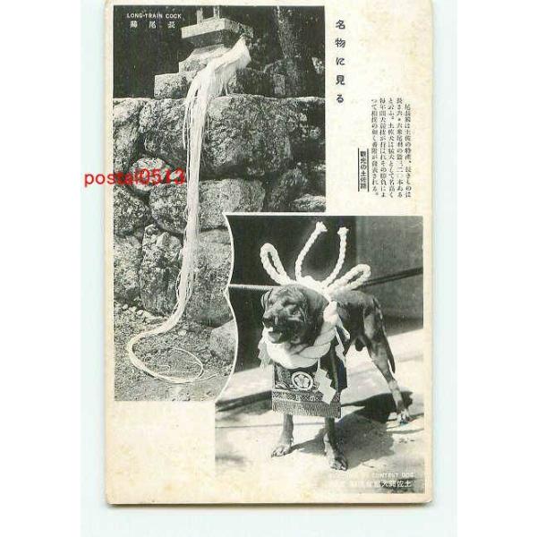 安い土佐犬 横綱の通販商品を比較 ショッピング情報のオークファン