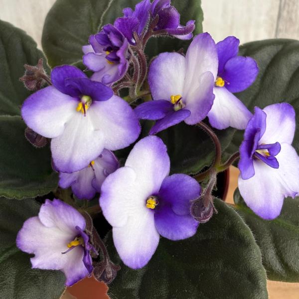 セントポーリア 開花株 セントポーリア「66 アキラ」開花株 3.5号 : フラワーショップ