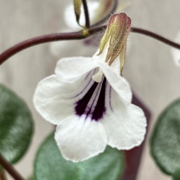 プリムリナ・タミナ（Primulina tamina）／旧学名：キリタ・タミナ（Chirita tamina）中国南部原産のイワタバコ科プリムリナ属の原種で、白い花弁の中心に紫のストライプが入る特徴的な花色が魅力です。清楚で上品な印象を持ち...