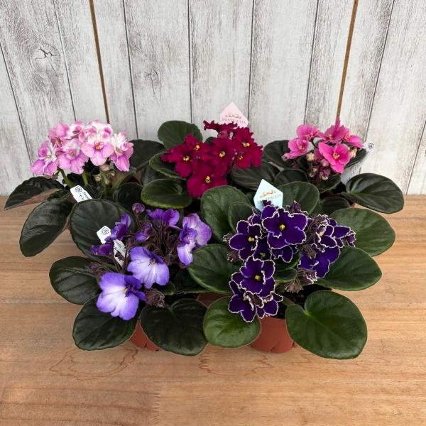 室内園芸の女王【セントポーリア】生産直送！鮮度抜群の美しい５鉢セットプロが厳選した開花中の５鉢を、最高の状態でお届けします。【商品詳細】 ●サイズ：3.5号（直径10cmのプラ鉢） ●育て方ガイド付き：初めての方も安心〜40年の実績と確かな...