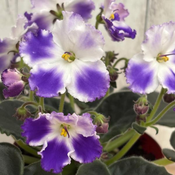 室内園芸の女王【セントポーリア】「生産現場から直送！鮮度抜群」開花したものを最高の状態でお届けします！セントポーリア　'RG lavender wisper'RG ラベンダー ウィスパーは、入手先不明ですが、丈夫で花上がり、品種の固定具合も...