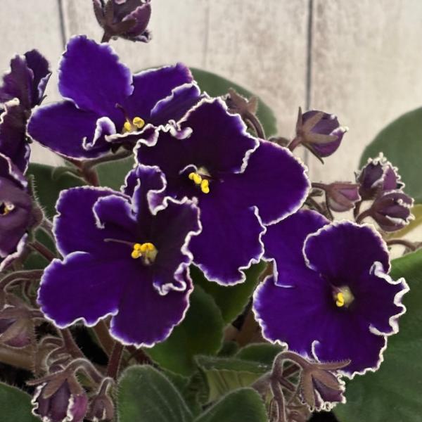 セントポーリア 「279 バルバドス」 開花株 3.5号 : フラワーショップ