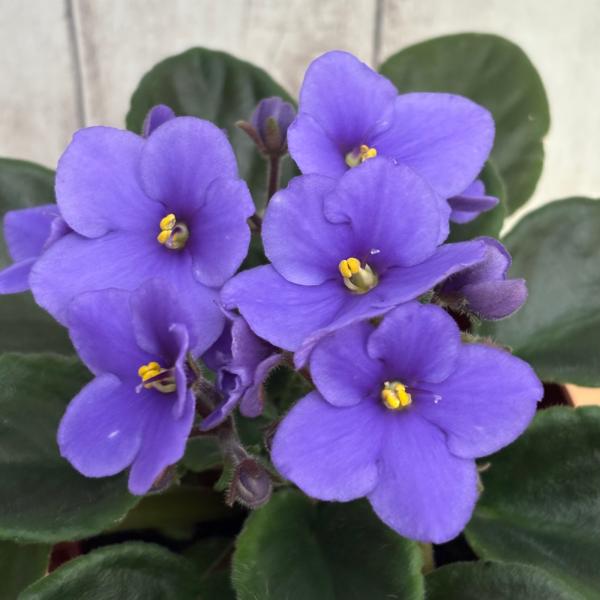 セントポーリア　Zaca's ette 初開花株 縞花 セントポーリア 「32 マニトバ」 開花株 3.5号 : フラワーショップ