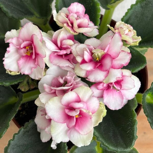 セントポーリア マウナロア 20250704154729_1.jpg