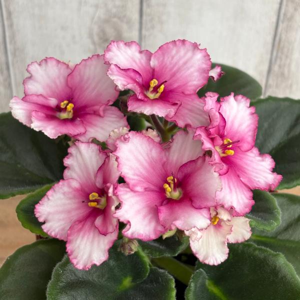 セントポーリア 「サターン」開花株 3.5号 : フラワーショップ