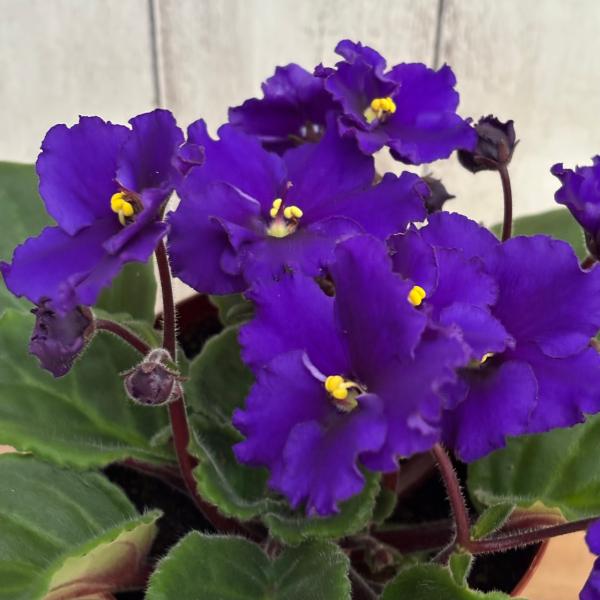 セントポーリア 開花株 セントポーリア 「サターン」開花株 3.5号 : フラワーショップ