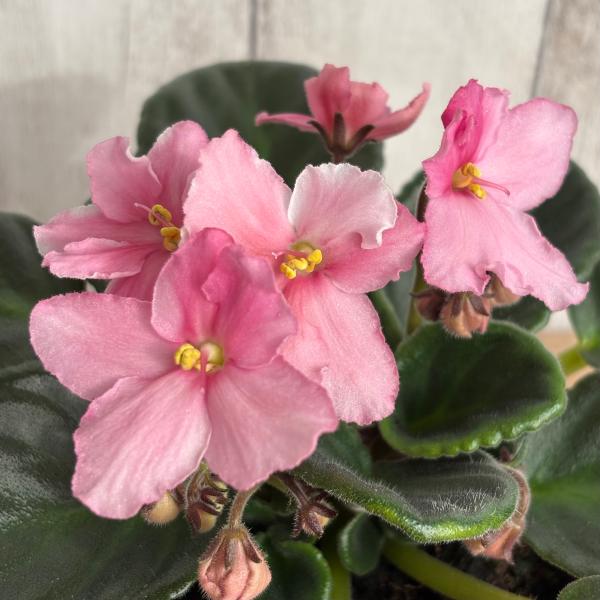 セントポーリア 「サブリナ」 開花株 3.5号 : フラワーショップ