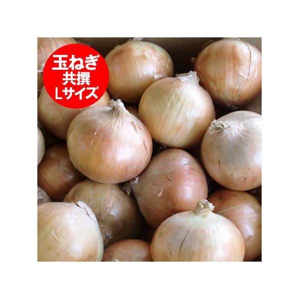 名称：北海道 たまねぎ 共撰内容量：玉ねぎ 10kg Lサイズ ( 箱含む総重量 )保存方法：玉葱 は、直射日光を避け涼しいところで保管して下さい。産地：北海道 富良野産 もしくは 北見F1 もしくは 名寄配送区分：玉ねぎ 10kg 送料無...