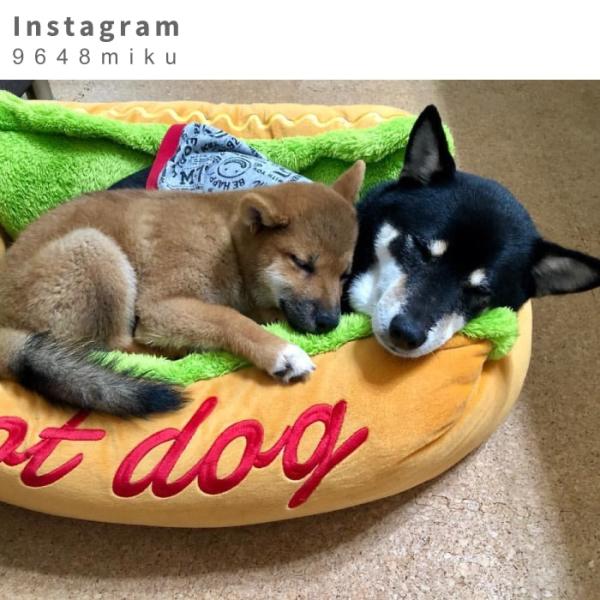 犬用品 中型犬 ベッド クッション キャラクターカドラー ホットドッグ Lサイズ ポンポリース 5725 Buyee Buyee 提供一站式最全面最專業現地yahoo Japan拍賣代bid代拍代購服務 Bot Online