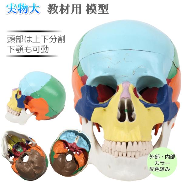 頭蓋骨模型 頸椎 台座付き 各部位配色 顎関節可動 頭蓋冠分解可 医学 教材 Amazon.co.jp: 頭蓋骨模型 頸椎 台座付き 各部位配色 顎関節可動