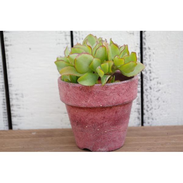 多肉植物リメイク鉢寄せ植え(*´꒳`*) ハンドメイド 多肉植物寄せ植えに リメイク鉢 ボルドー