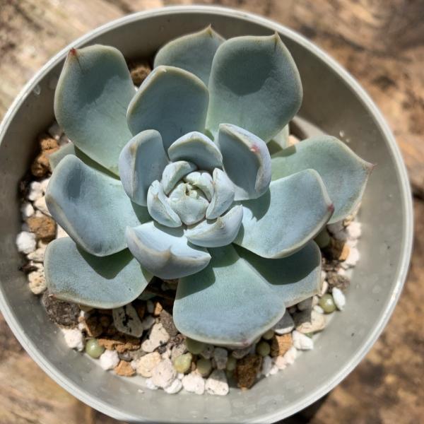 portobellomarket_ta1001