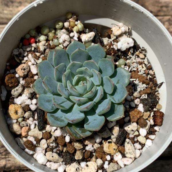 多肉植物 苗 エケベリア ハッピー 2.5号鉢 : PortobelloMarket Yahoo店