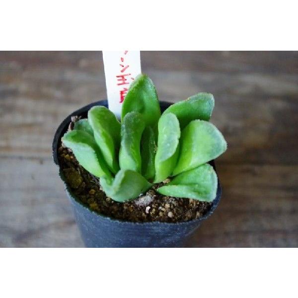 多肉植物 ハオルチア グリーン玉扇 Buyee Buyee Japanese Proxy Service Buy From Japan Bot Online
