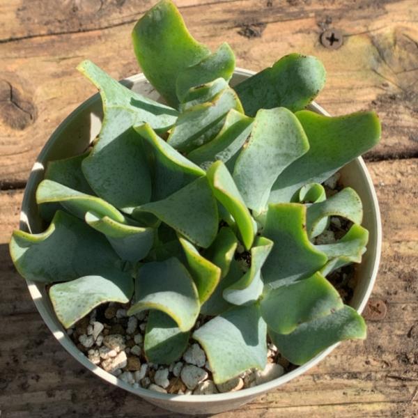 portobellomarket_ta1015