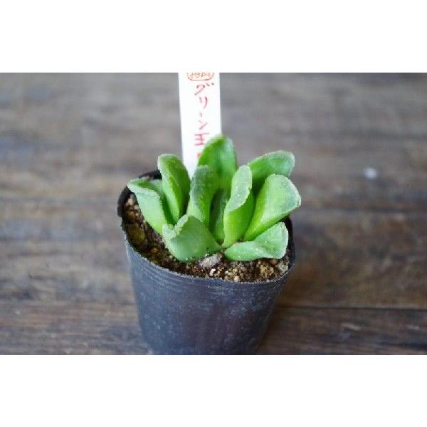 多肉植物 ハオルチア グリーン玉扇 Buyee Buyee Japanese Proxy Service Buy From Japan Bot Online