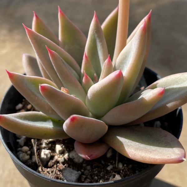 portobellomarket_ta1051