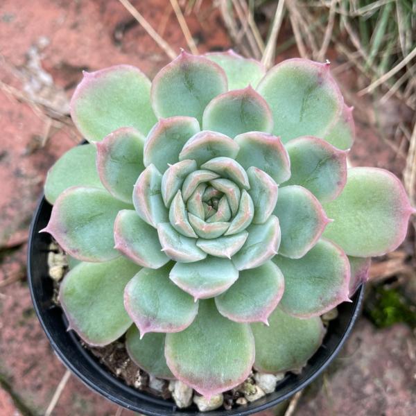 portobellomarket_ta1061