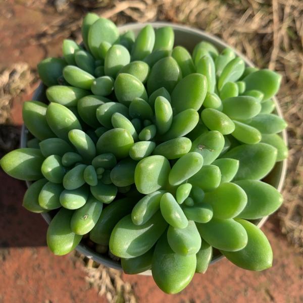 購入済み。No26 アルテミス×クリームロッティ　抜き苗　発送方法②　多肉 多肉植物】増えた苗を友達に送りたい！どこの郵便局でも配達できる方法