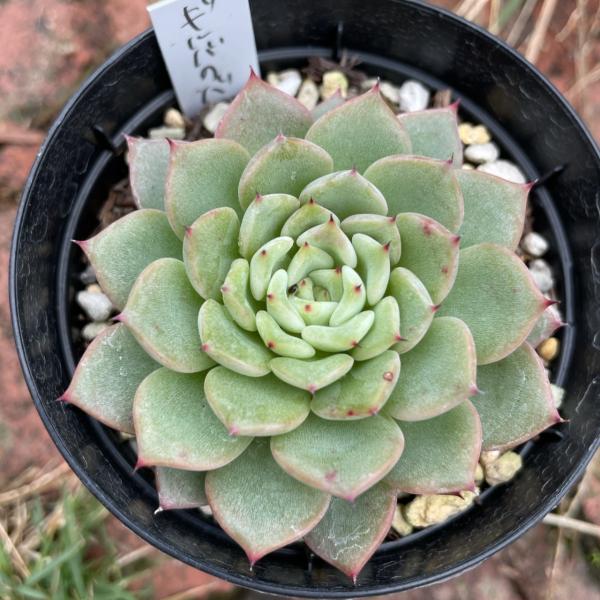 多肉植物ギルバの薔薇3株抜き苗エケベリア